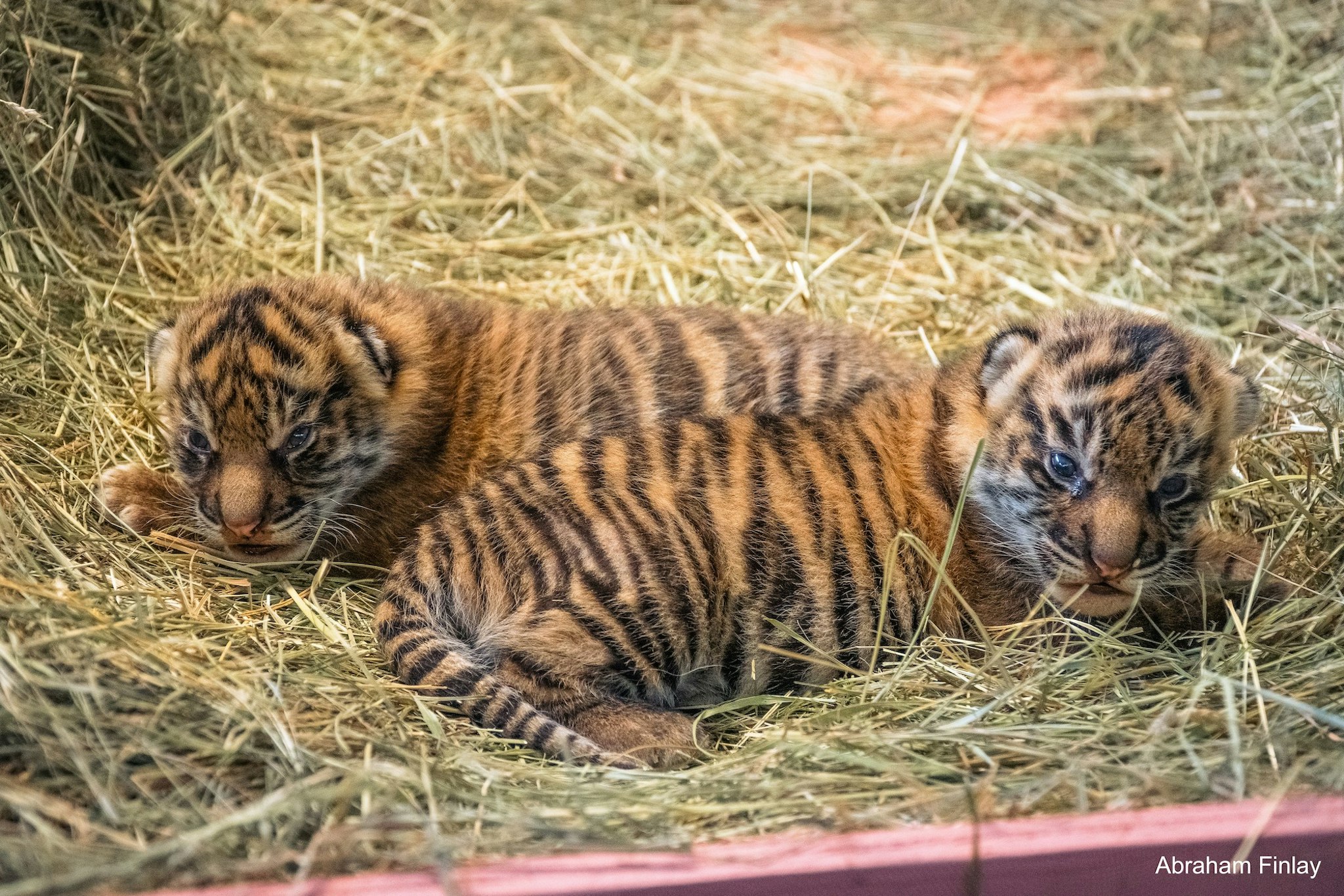 Tiger Cubs Born At Wildlife Safari Aid Conservation Efforts